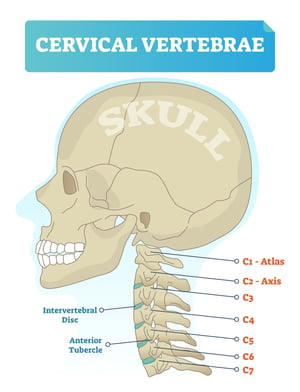 Cervical Spine